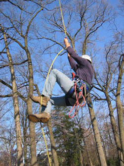 Advanced Tree Climbing - Murphy's Tree Service