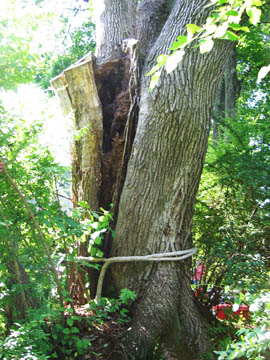 hazard tree 1
