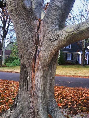 Hazardous Tree Evaluation