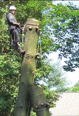 Rigging - Murphy's Tree Service