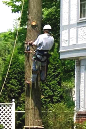 Rigging - Murphy's Tree Service