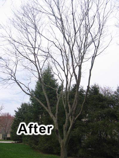 tree pruning 5a