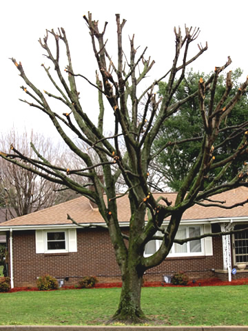 Tree topping