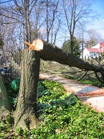 tree removal 3